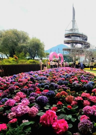 大埔海濱公園賞花......