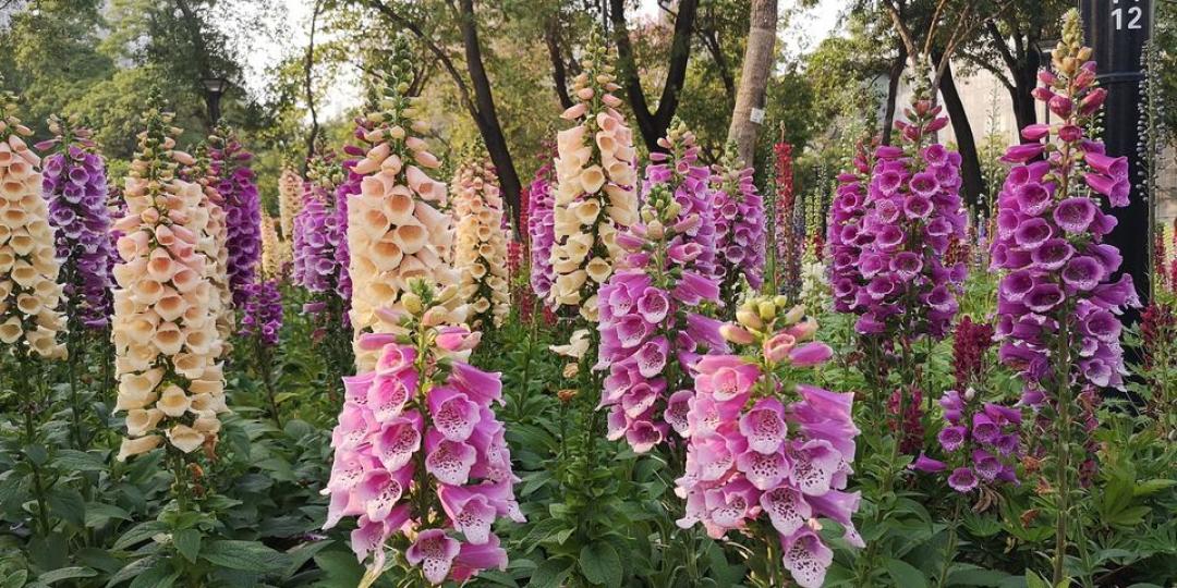 魯冰花
🌸🍀
毛地黃🌸🍀...