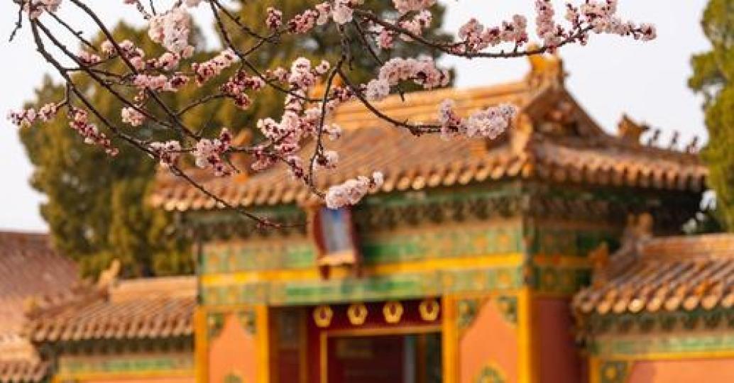 Check out the breathtaking beauty of the apricot blossoms around the Palace of Longevity and Health ... Check out the breathtaking beauty of the apricot blossoms around the Palace of Longevity and Health ...