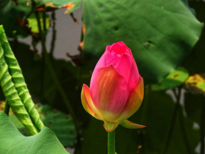 洪湖荷花展，今年有得見...