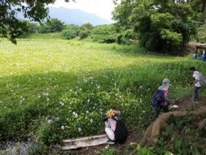 鳯眼藍

眼前一大片鳳眼藍花海，真的要慢慢欣賞。...