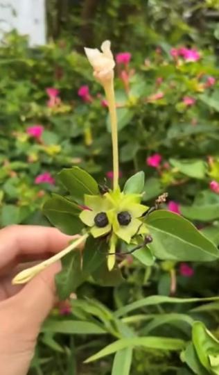 地雷花及其種子
地雷花學名「紫茉莉」是多年生草本花卉,有淡淡的茉莉香,地雷似的小堅果為其種子,自播於陸地後即可發芽,特別的地方是傍晚開花。
紫茉莉的種子「地雷」中富含白色胚乳,乾燥後變成白粉狀,敷在... 地雷花及其種子
地雷花學名「紫茉莉」是多年生草本花卉,有淡淡的茉莉香,地雷似的小堅果為其種子,自播於陸地後即可發芽,特別的地方是傍晚開花。
紫茉莉的種子「地雷」中富含白色胚乳,乾燥後變成白粉狀,敷在...