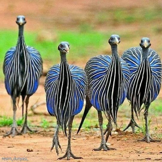 幾內亞鳥又叫珍珠雞.原
産於非洲幾內亞.它的羽
毛色彩奪目,體態優雅舉
動,被世界各地動物園納
爲觀賞鳥。...
