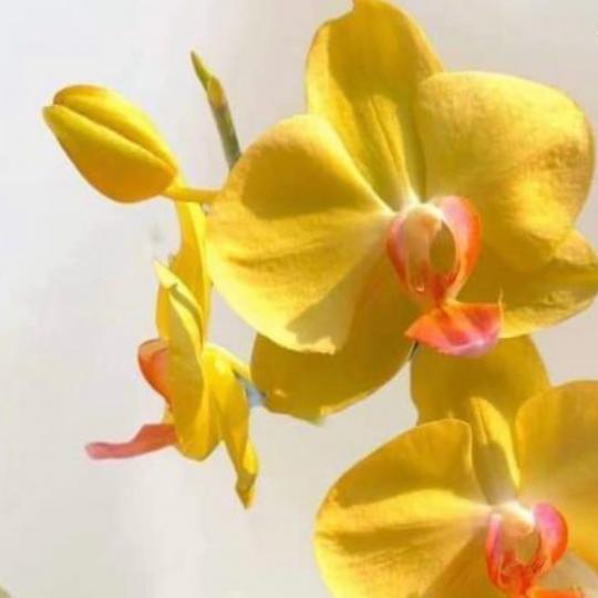 金花

金黃色的花在陽光下更燦爛！...