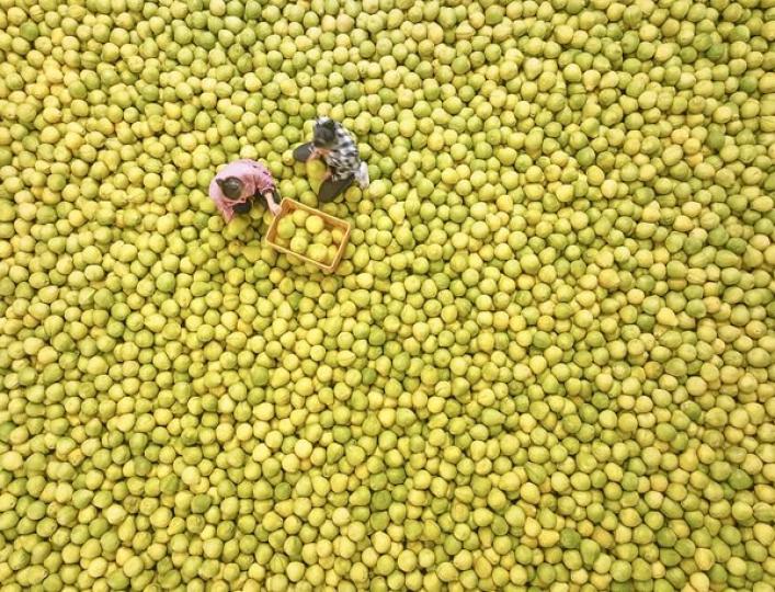 busy harvesting and packing pomelos,...