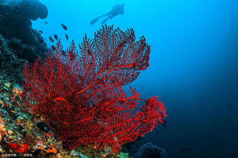 紅珊瑚屬有機寶石,生長
在100至2000米深海中
它色澤艷麗,質地瑩潤，
與琥珀和珍珠並列爲有
機寶石,天然紅珊瑚由珊
瑚蟲堆積而成,生長極爲
緩慢,自古己被視爲富貴
祥瑞之物。...