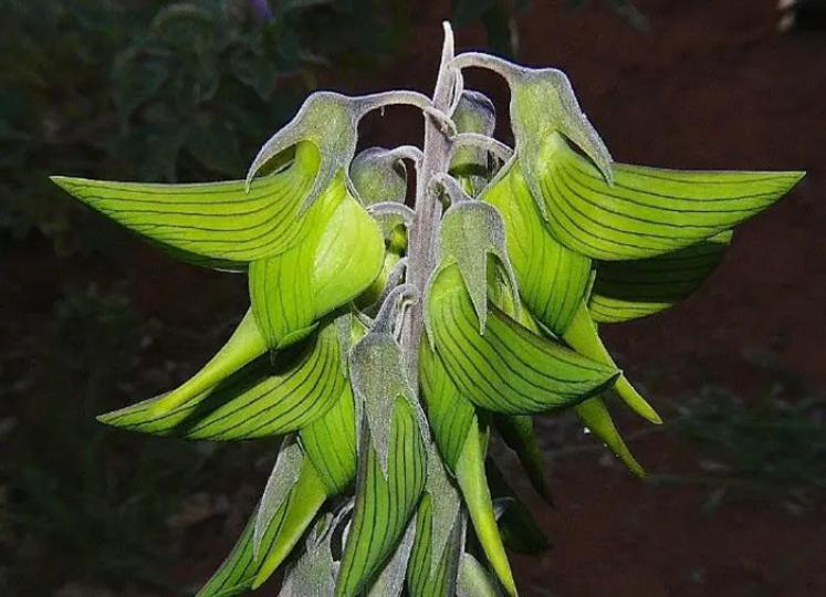 青鳥花也被稱帝王鳥花
原生於澳大利亞北部，
多年生權木,青鳥花型狀
特別精致,花如其名栩栩
如生,象蜂鳥采蜜的樣子...