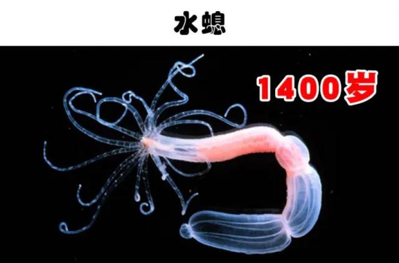 世界最長壽生物:水螅
水螅是體長大約1厘米
無脊椎腔腸動物,主要
由幹細胞組成,多見於
海中,少數種類産淡水
池沼.水溝。生物學家
表示:水螅的幹細胞有
能力不斷分裂更生,因
此水螅身體持續再生
是現...