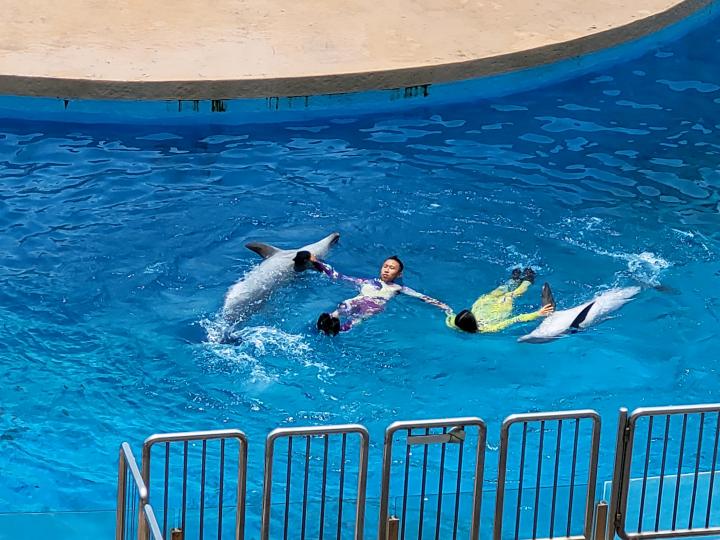 海洋公園的海洋表演 已不及之前好看...
