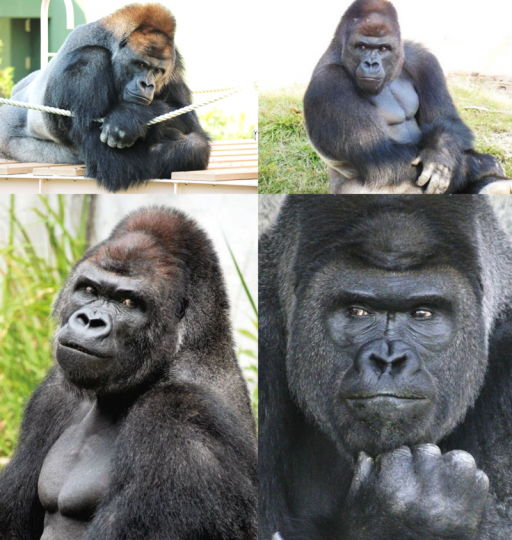 日本名古屋東山動植物
公園一隻叫夏巴尼雄性
大猩猩,它帥氣外表使
其大熱走紅,成爲超人
氣動物明星,令該公園
入場人數大升,成爲全
日本第二位,僅次於第
一位的上野公園...
