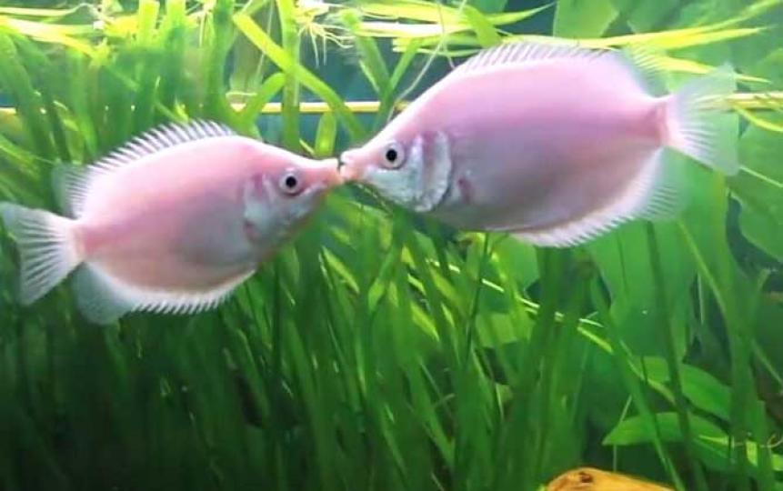 接吻魚又叫親嘴魚,香吻
魚等,原産於泰國,印度
尼西亞,蘇門答臘,此魚
喜接吻而得名,不僅異
性吻,同性亦一樣吻，
而接吻並非友情表示
而是一種爭鬥動作。...