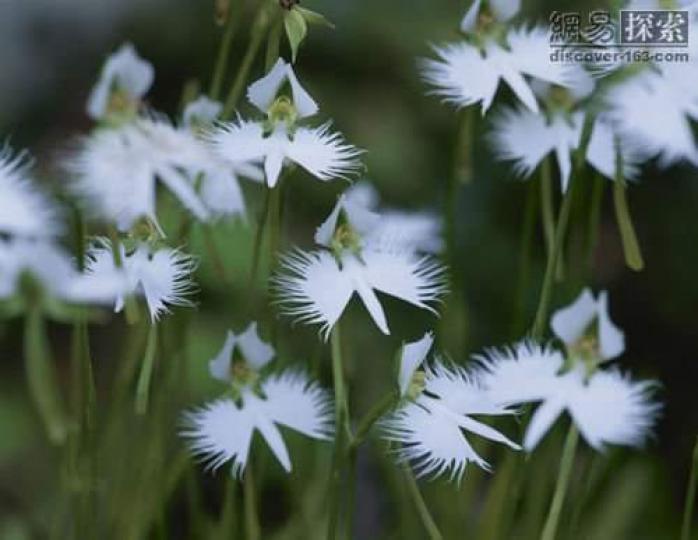 十大奇異植物…白鷺鳥花
白鷺花原産朝鮮,台灣,日本
屬蘭科,因其花型態似飛翔
的白鷺鳥而得名,亦因白鷺
花十分奇異美麗,受到過渡
採摘,現瀕臨絶種植物,白鷺
花氣味似成熟桔子味,可入
藥,性甘.平,健...