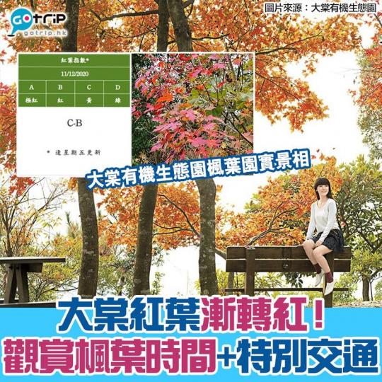大棠紅葉慢慢變紅，詳情：gotrip.hk/495210/...