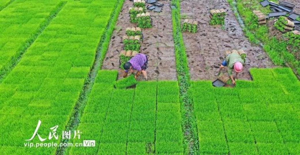 6月9日，浙江省台州市仙居縣雙廟鄉農民在起運秧苗...