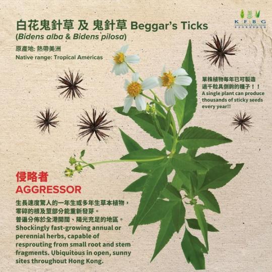 俗稱「鬼針草」的植物......