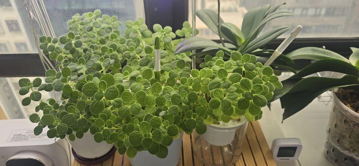 蝴蝶蘭要見下陽光........