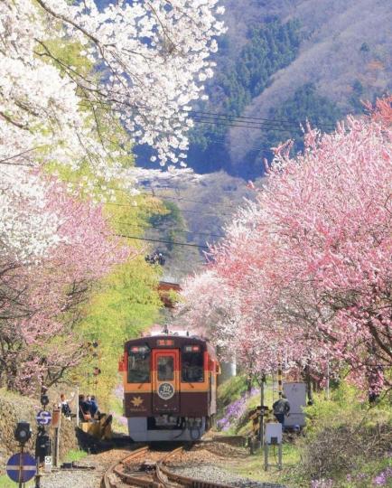 小火車行經山間鐵路，迎來兩旁鮮豔的櫻花林徑...