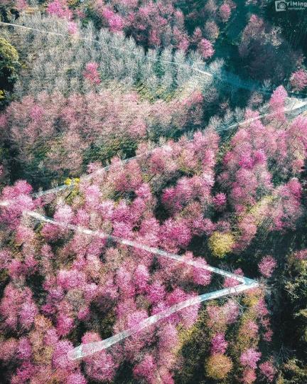 隱身山林間的夢幻櫻花林不能錯過...