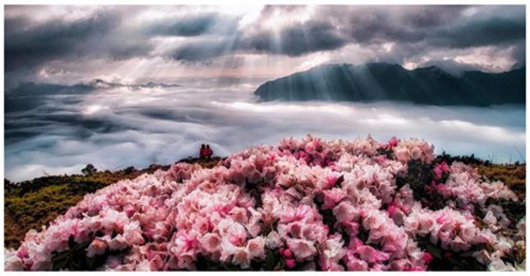 杜鵑花爆發盛開的畫面真的太美...