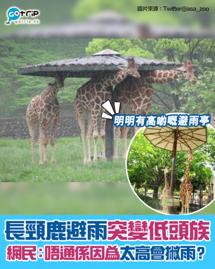 園內有高啲嘅避雨亭，但係佢哋偏偏要係矮啲嘅亭仔避雨...