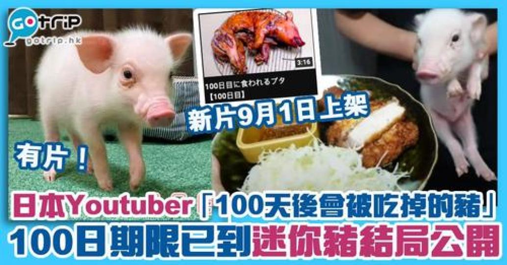 5月日本有一條全新Youtube頻道，名為《100天後會被吃掉的豬》...