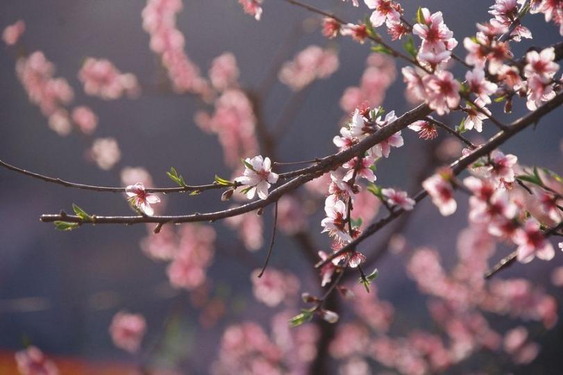春分者，陰陽相伴也。故晝夜均而寒暑平...