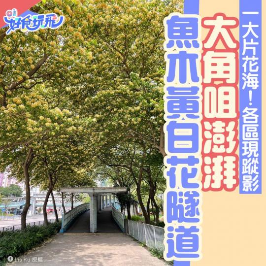 又到魚木開花嘅季節.......
