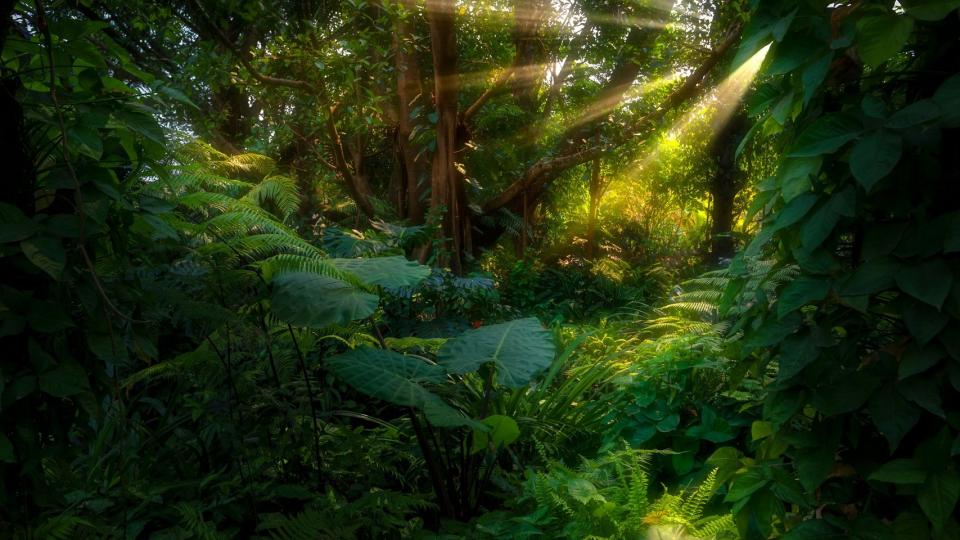 5,000多種熱帶動植物雲集於此...