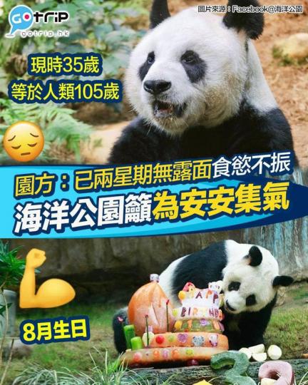 熊貓安安一直陪伴了不少人成長...