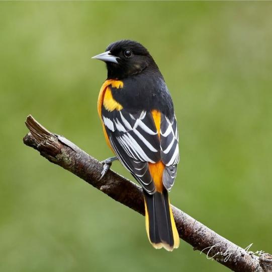 Baltimore Oriole.Baltimore Oriole....