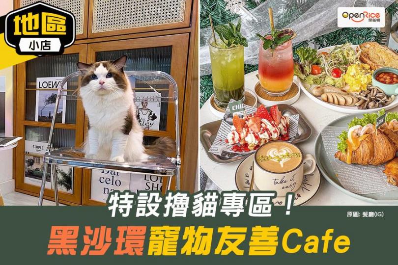 需要吸貓嘅朋友，可以到位於海天居嘅嘅呢間貓Cafe...