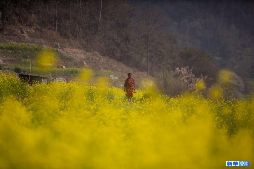 尼泊爾田間盛開的芥菜花...