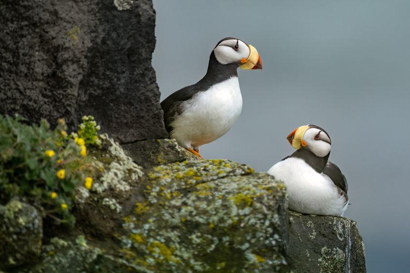 世上最美的海鳥世上最美的海鳥...