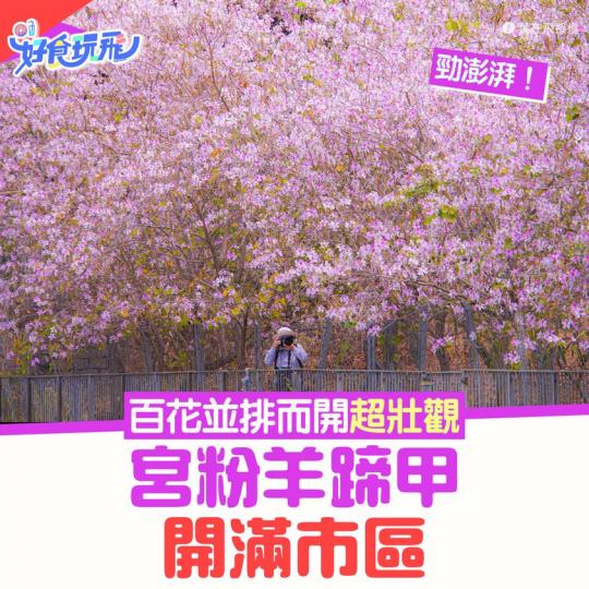 香港市區都有好多靚花！......