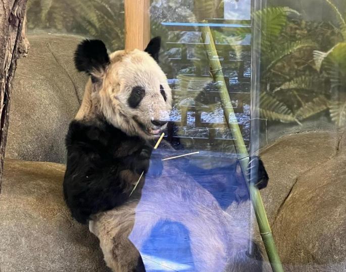 旅美大熊貓「丫丫」合同將於4月7日到期，4月8日後起居生活將全部移交給中方「奶爸奶媽」，中國網友對於「丫丫」到底何時能回國也越發關注。...
