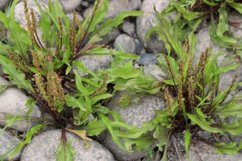 生生不息 樂活自然 -  本土植物生態遊蹤...