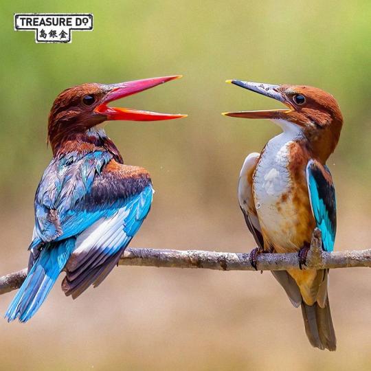 白喉翠鳥White-throated Kingfisher是一種美麗的鳥...