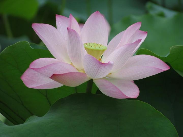 荷風花影洪湖公園.....