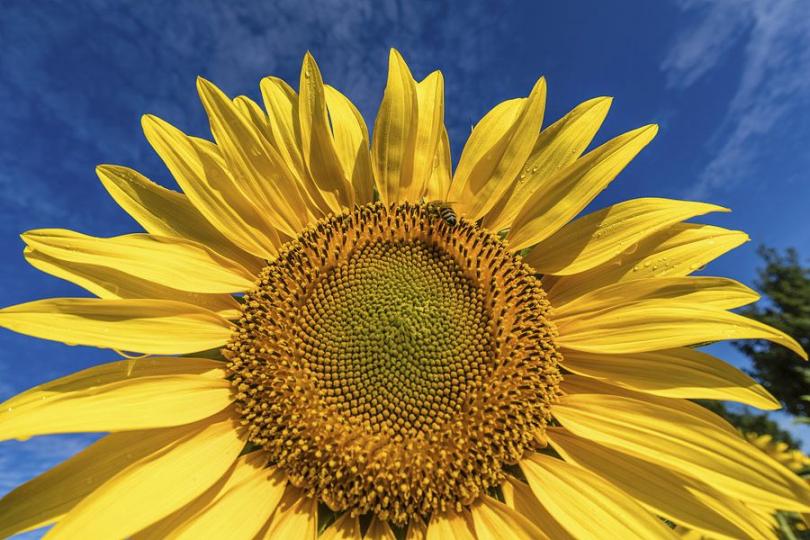 A bee flies around a blooming sunflower in a field...