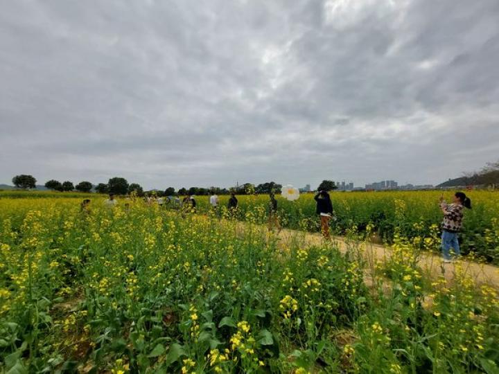 從深圳灣果邊搭e3 到總站去到油菜花田...