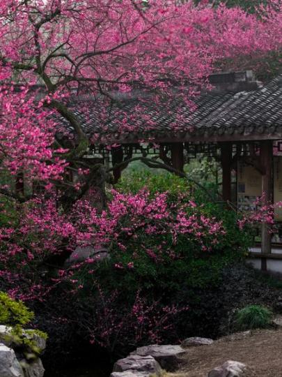 浙江 杭州 植物园.......