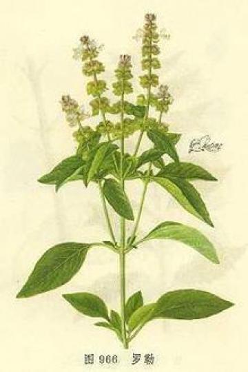 羅勒含有消炎殺菌物質
丁香酚.香茅醇和芳樟醇
可减低炎症,抑制細菌生
長,此外羅勒還含有維它
命B2.B3.維它命C和E，
這些物質具抗老化促進
新陳代謝.有助預防感冒
支氣管炎.它還含有皂素
具止咳...