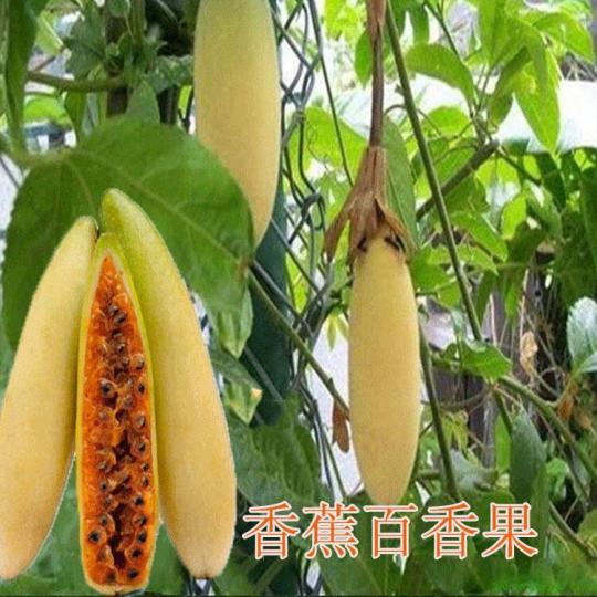 香蕉百香果,原産於南美
洲,形狀有點象香蕉,果
實成熟後切開食里邊好
似果醬的果肉,就好似
食百香果一樣。...