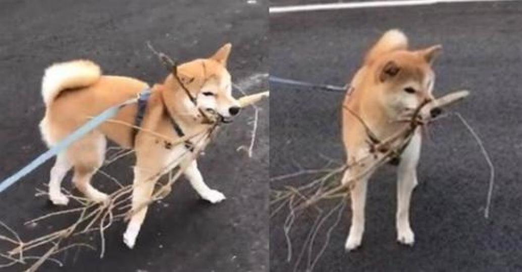 柴犬每天散步撿樹枝稻草回家...