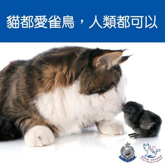 【 守護動物 • 與野鳥和諧共處 】 
近月發生多宗懷疑殘酷對待野鳥的案件。警務處「動物守護 • 社區大使計劃」提提大家，根據香港法例第169章《防止殘酷對待動物條例》，任何人不合理地作出或不作出某種...
