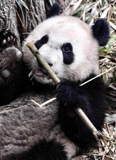Panda Portrait Photos Series ......