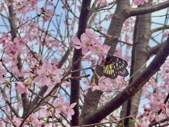 粉紅浪漫 東涌櫻花園賞櫻「好運來」......