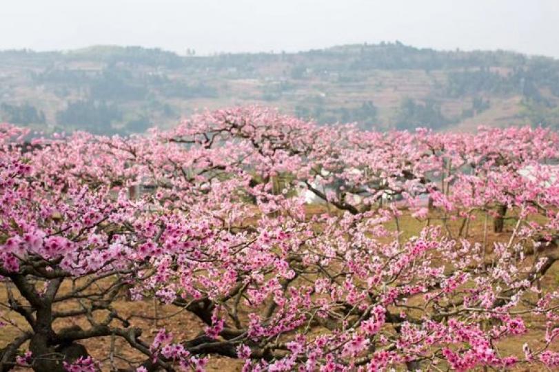 花季限定，三花盛放......