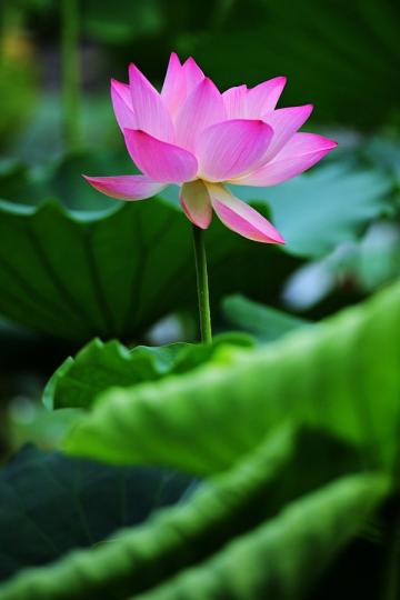六月就是荷花時節，深圳洪湖公園...