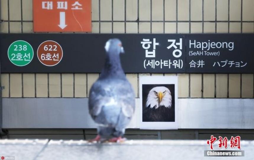 韓國首爾地鐵站張貼老鷹照片“嚇唬”鴿子...